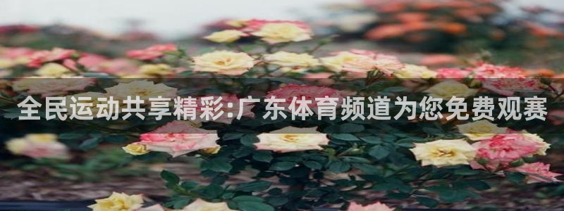 斗球免费看球：全民运动共享精彩:广东体育频道为您免费观赛